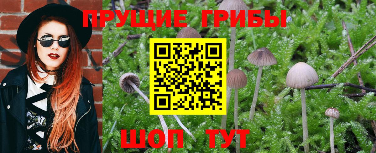 Луховицы  хочу   Вход с VPN  Псилоцибиновые грибы GOLDEN TEACHER 
